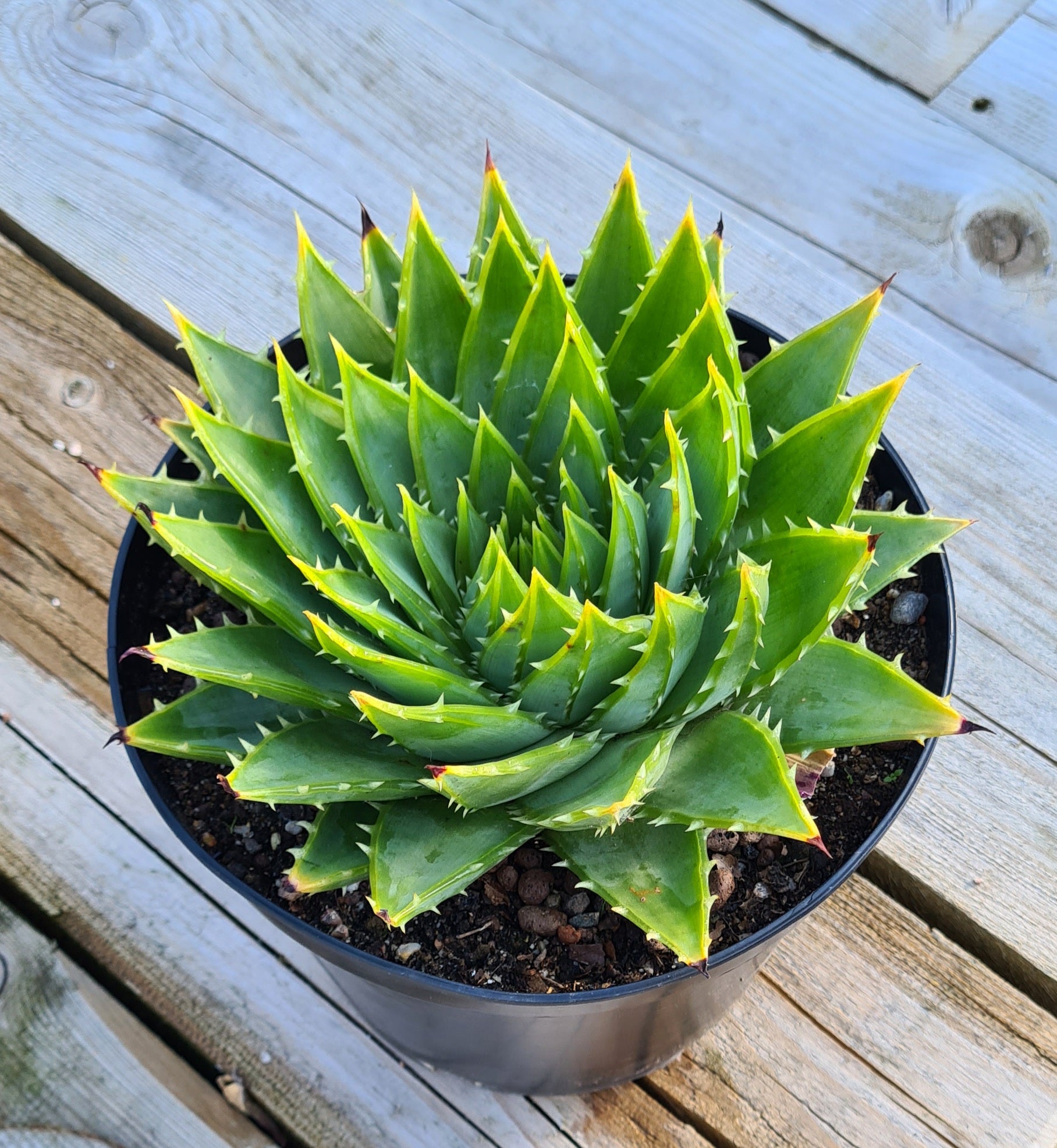 Aloe 'Polyphylla'