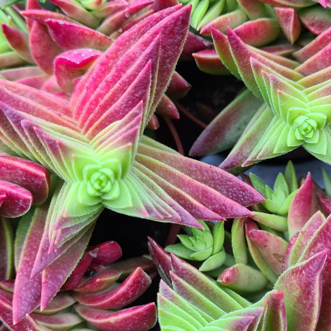 Crassula capitella subsp. thyrsiflora 'Red Pagoda'