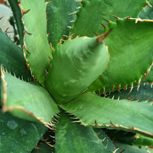 Load image into Gallery viewer, Agave titanota
