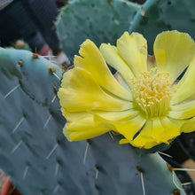 Load image into Gallery viewer, Opuntia robusta
