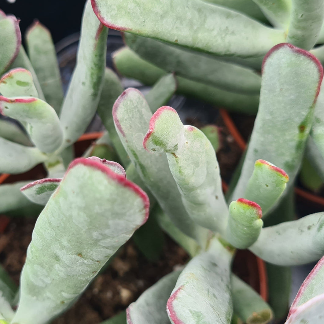 succulent that looks like octopus Cotyledon orbiculata 'Octopus' – Coastal Succulents, Cacti & Alpines