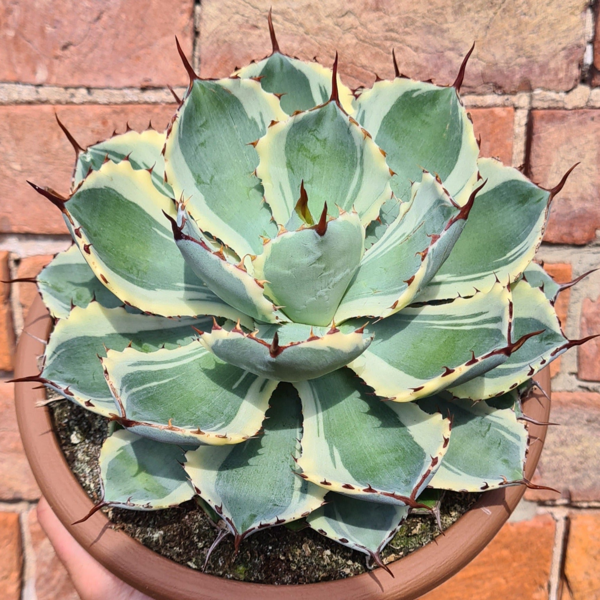 Agave potatorum ‘Kissho Kan’ marginata