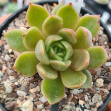 Load image into Gallery viewer, Echeveria agavoides &#39;Coffee&#39;
