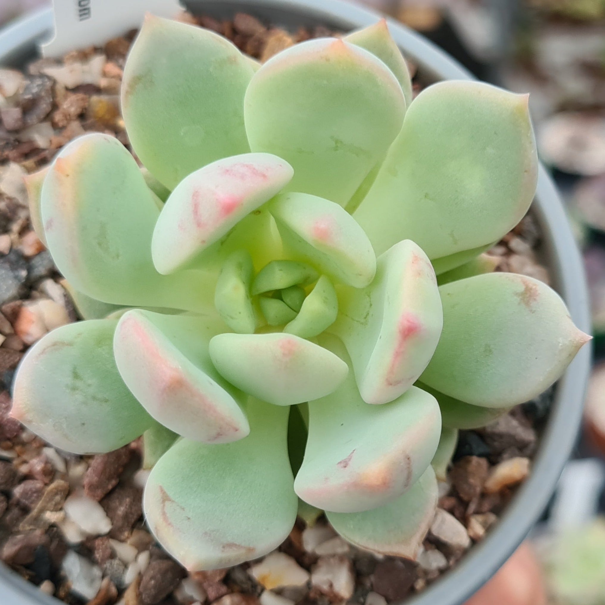 Graptoveria 'A Grim One' – Coastal Succulents, Cacti & Alpines