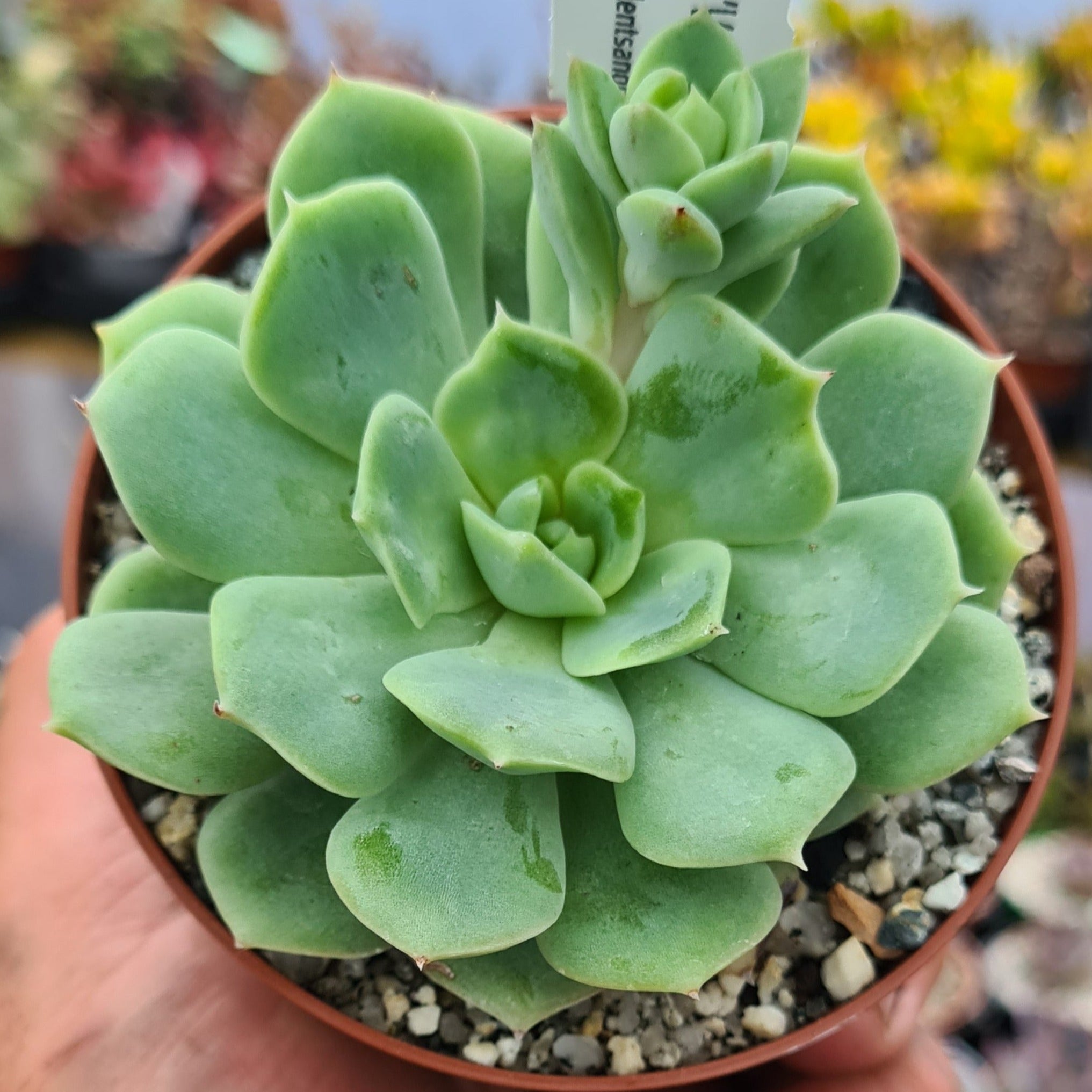 succulent vans Echeveria 'Van Breen' – Coastal Succulents, Cacti & Alpines