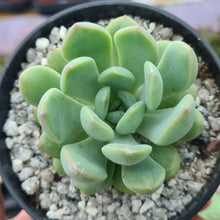 Load image into Gallery viewer, Echeveria &#39;Blue &amp; Yellow&#39;
