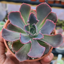 Load image into Gallery viewer, Echeveria &#39;Neon Breakers&#39;
