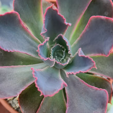 Load image into Gallery viewer, Echeveria &#39;Neon Breakers&#39;
