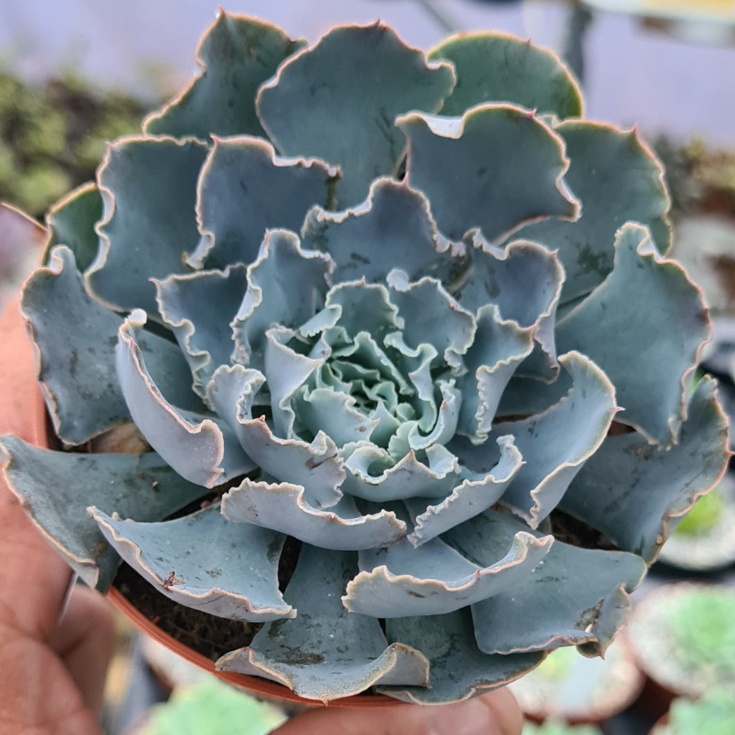 cheyenne succulent plant Echeveria shaviana