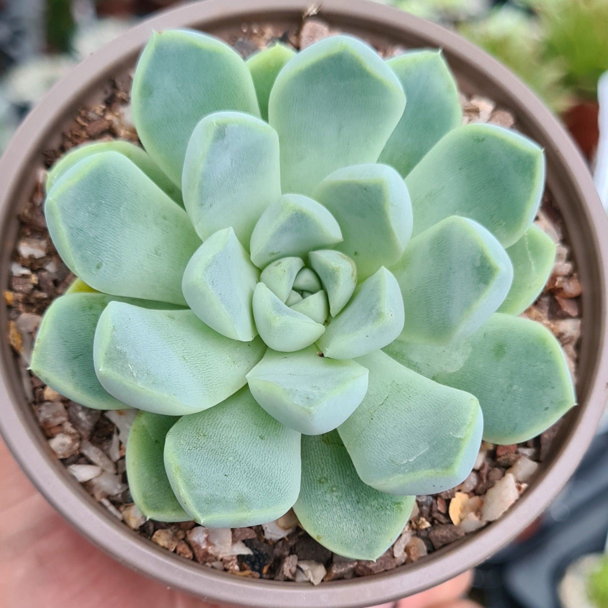 echeveria elegans succulent Echeveria elegans albicans