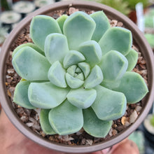 Load image into Gallery viewer, Echeveria elegans albicans
