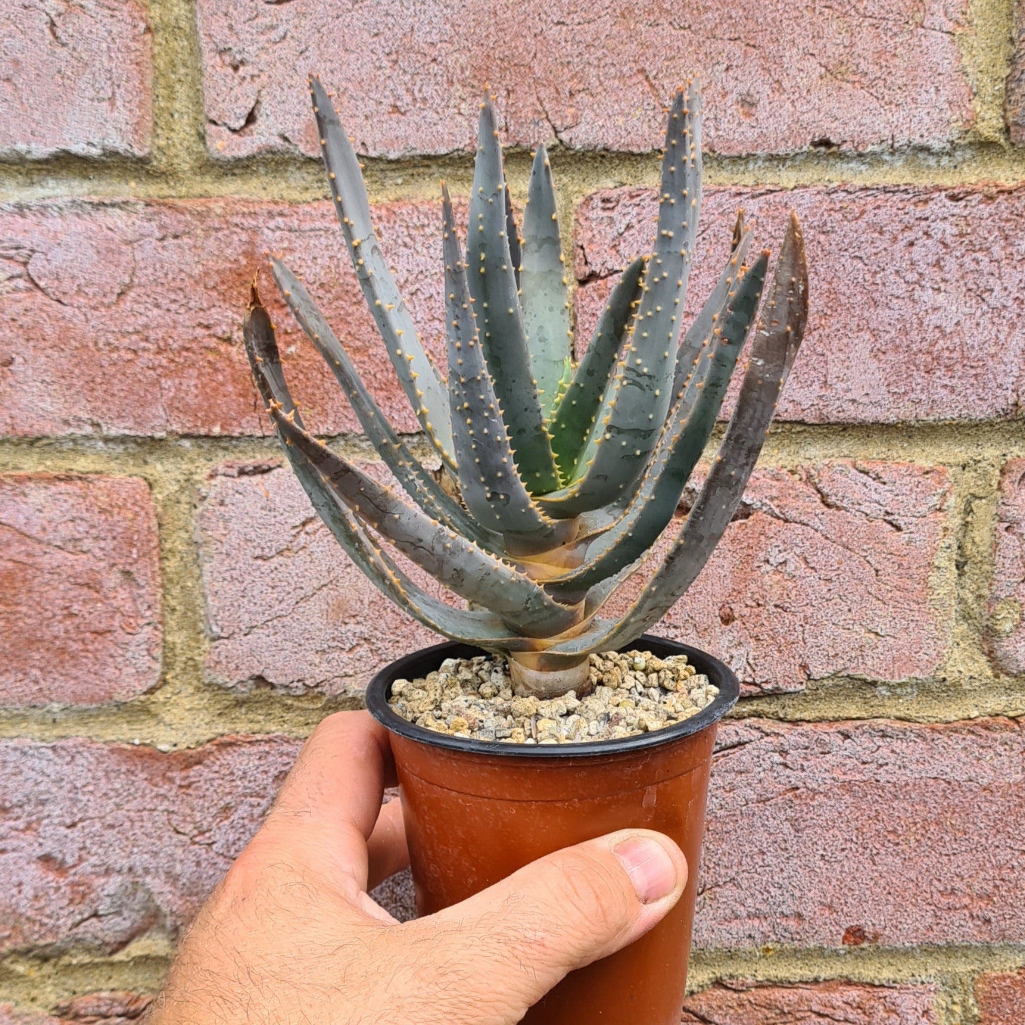 Aloe dichotoma