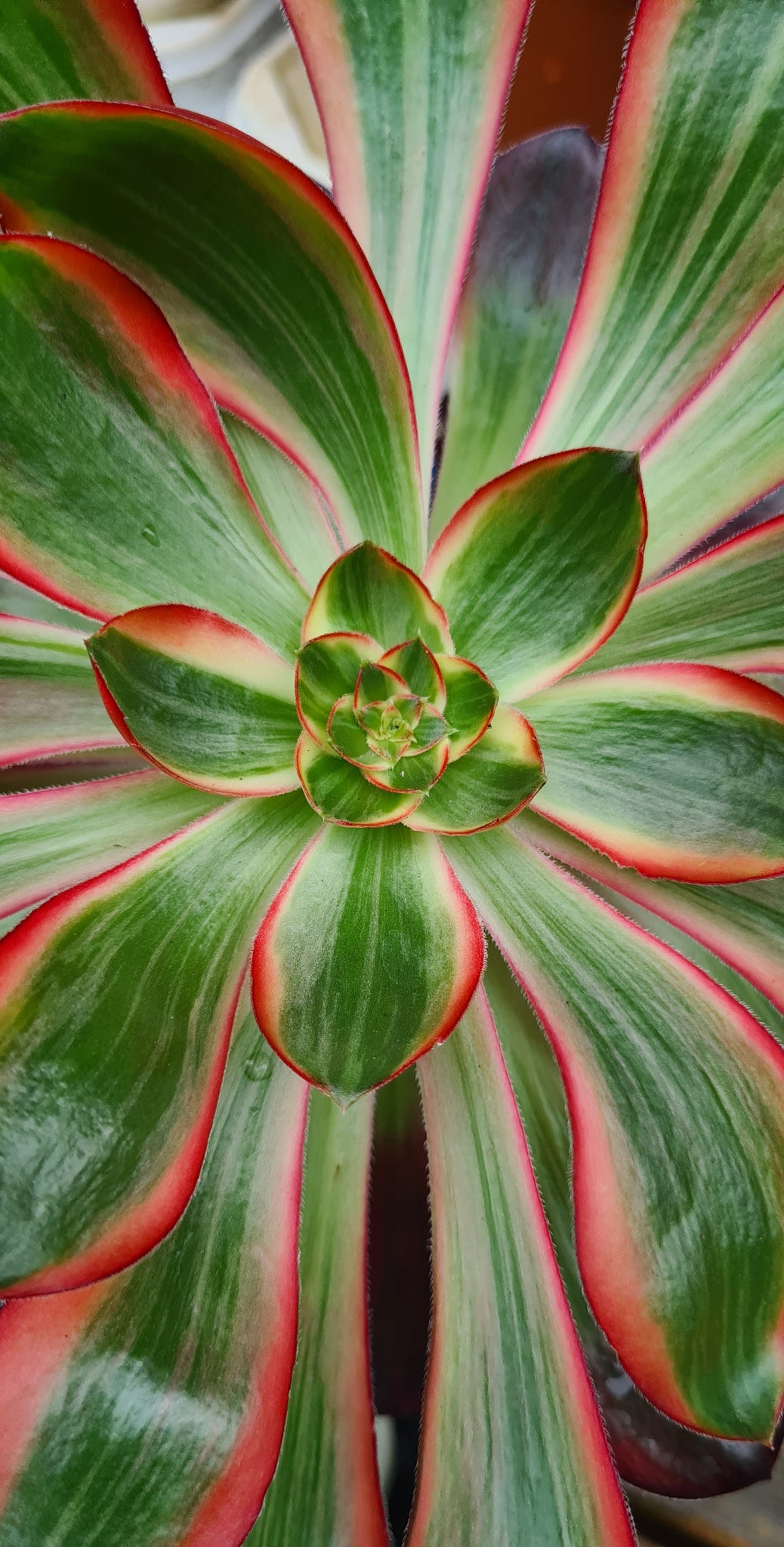 voodoo succulent plant Aeonium 'Voodoo' Variegated Form