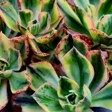 Load image into Gallery viewer, Aeonium marnier lapostelle (Variegated form)
