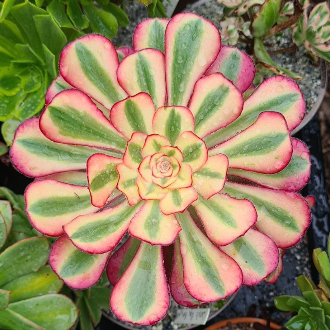 Aeonium 'Cornish Rose' Variegated form