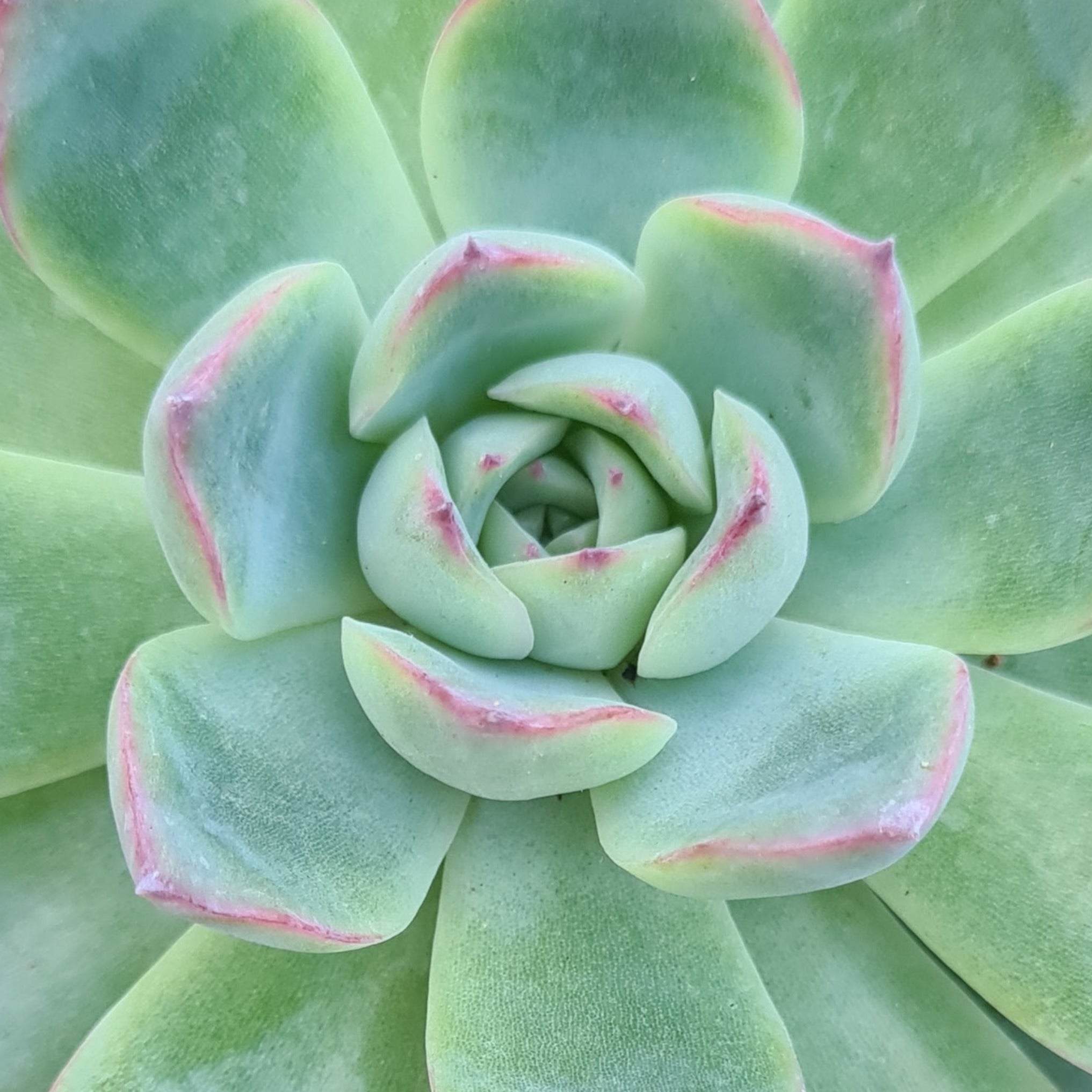 korean hybrid succulents Echeveria 'Korean hybrid'