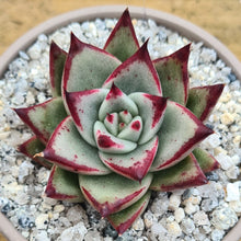 Load image into Gallery viewer, Echeveria agavoides &#39;Ebony&#39;
