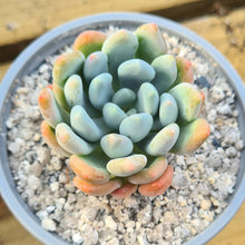 Load image into Gallery viewer, Echeveria &#39;Canna&#39;
