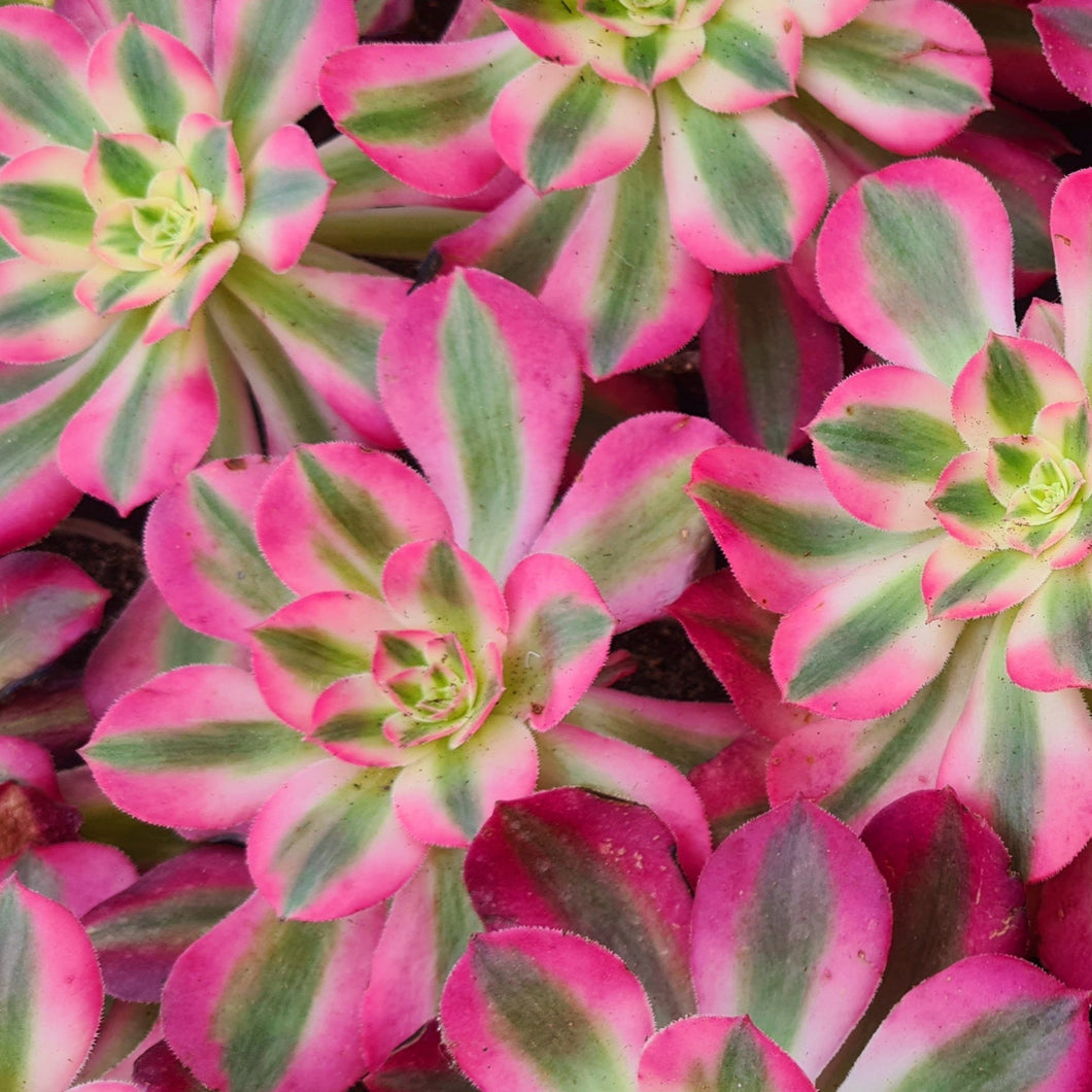 pink witch succulent near me Aeonium 'Pink Witch' – Coastal Succulents, Cacti & Alpines