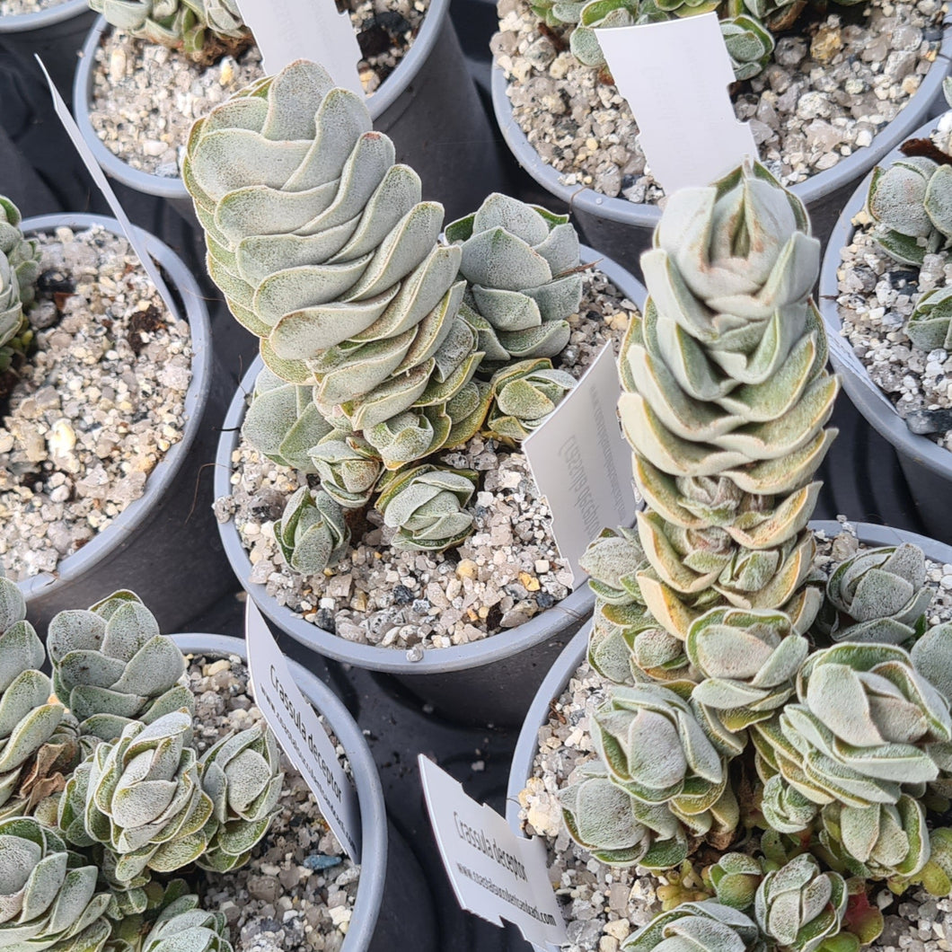 silver pagoda succulent Crassula 'Ivory Pagoda' – Coastal Succulents, Cacti & Alpines