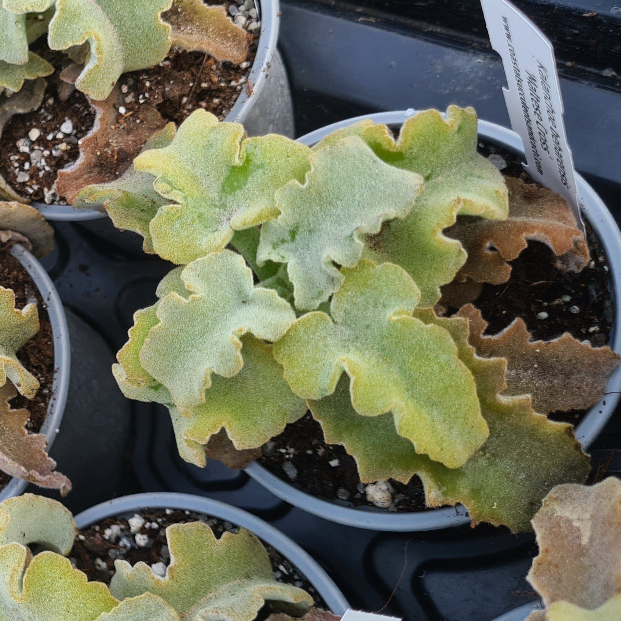 succulent plants malta Kalanchoe beharensis 'Maltese Cross'