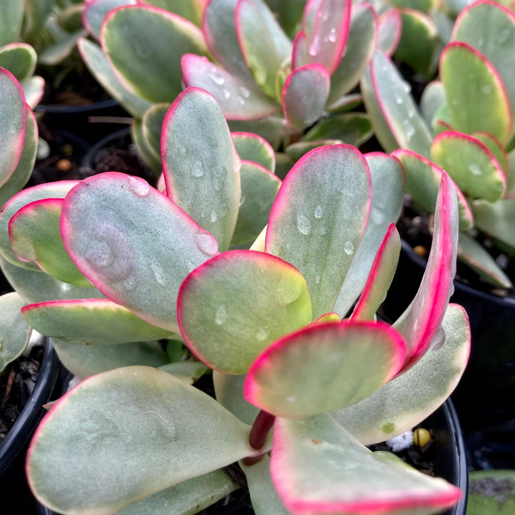 crassula platyphylla succulent Crassula nudicaulis var. platyphylla 'Burgundy' – Coastal Succulents, Cacti & Alpines