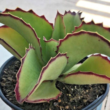 Load image into Gallery viewer, Kalanchoe synsepala
