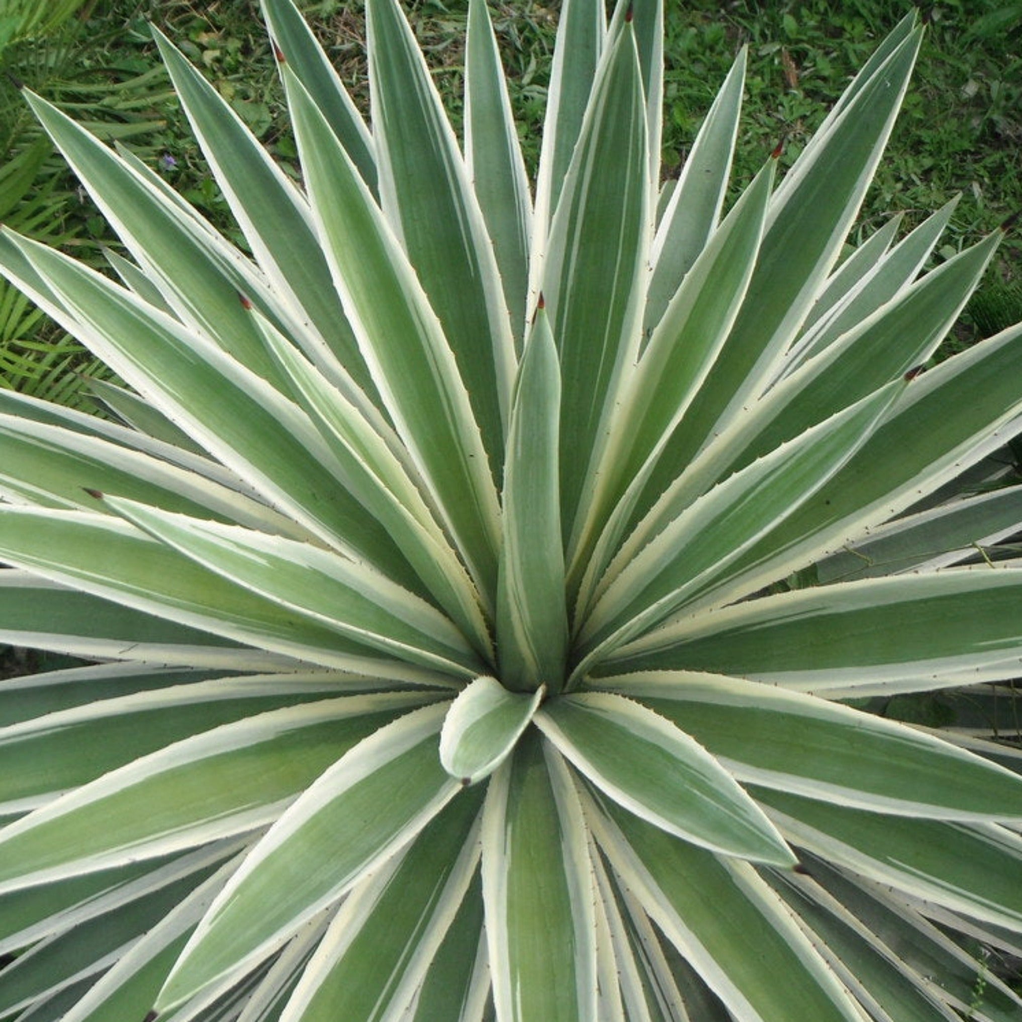 Agave augustifolia 'Marginata' – Coastal Succulents, Cacti & Alpines