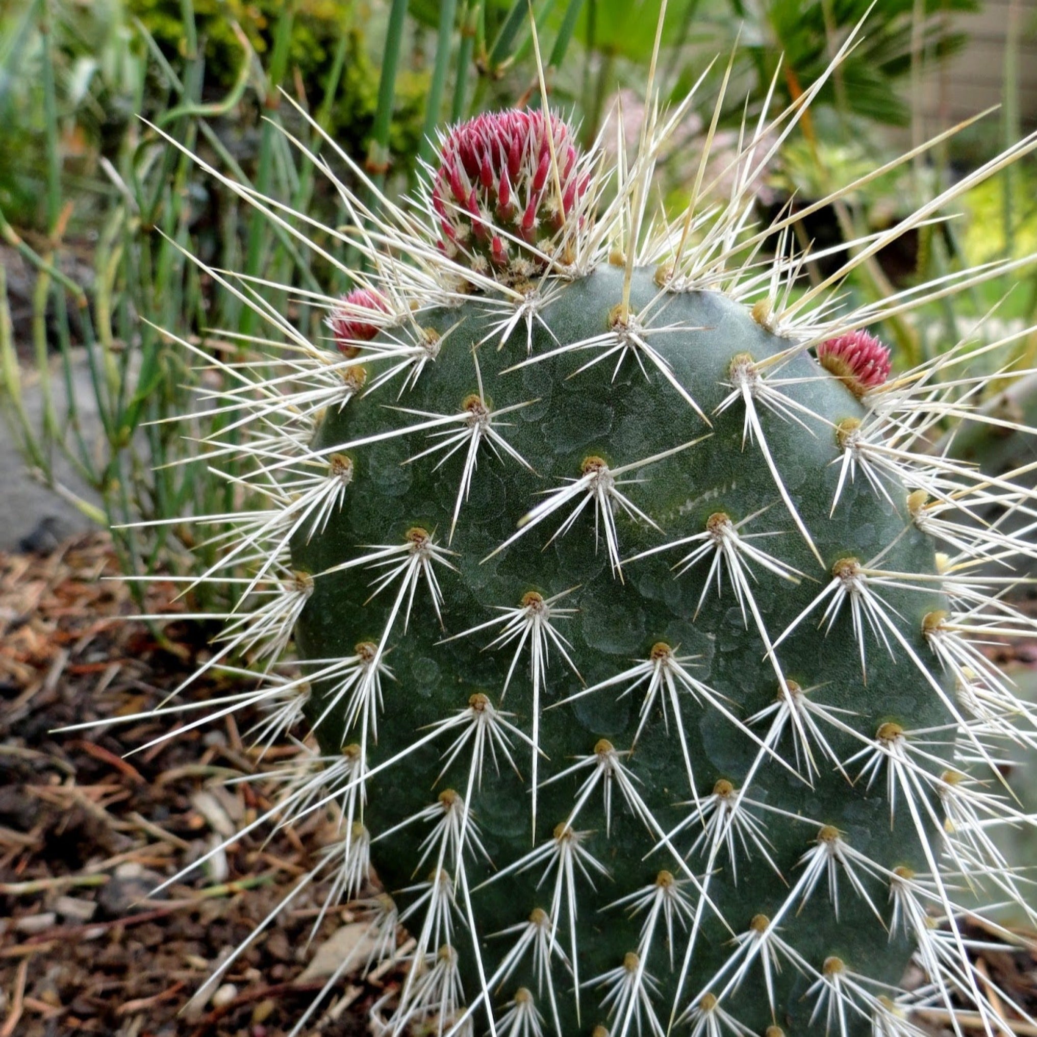 Opuntia polycantha – Coastal Succulents, Cacti & Alpines