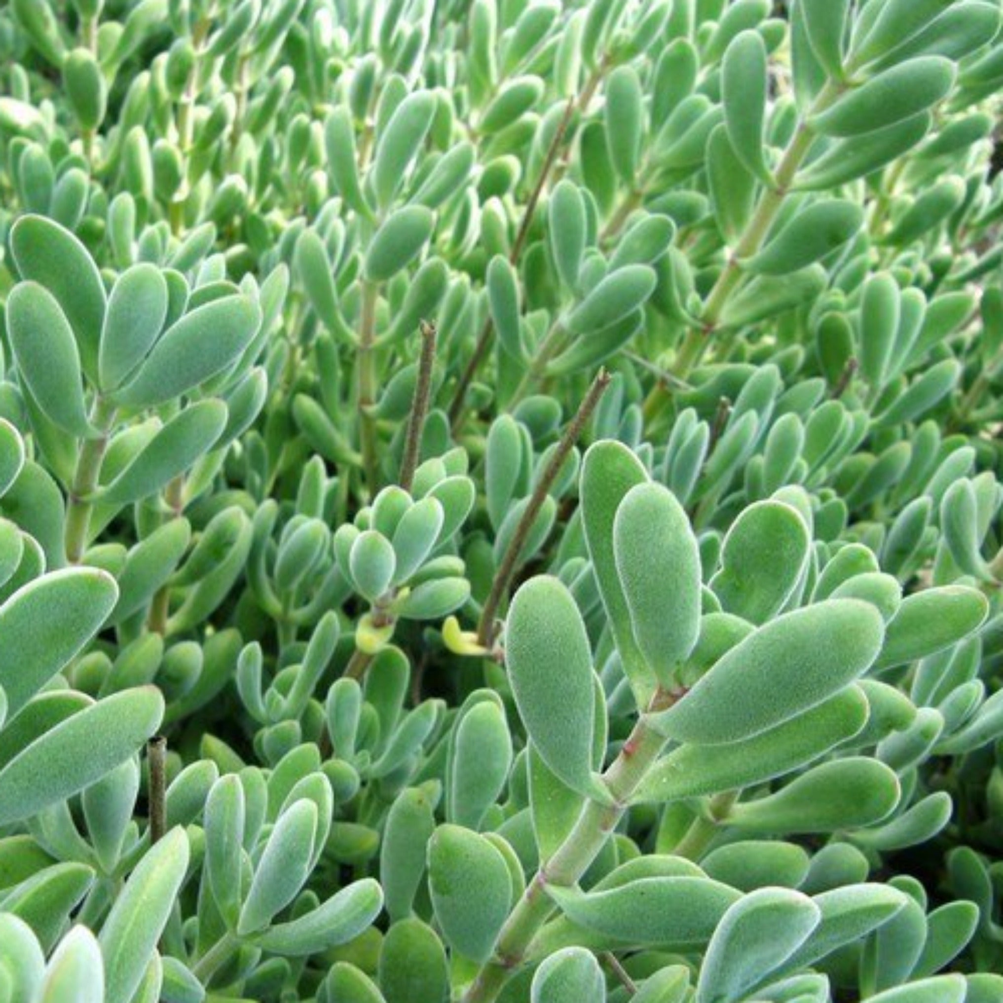rogersii succulent Crassula rogersii – Coastal Succulents, Cacti & Alpines