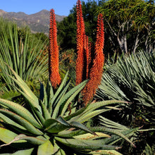 Load image into Gallery viewer, Aloe aculeata
