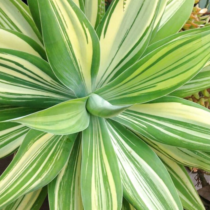 Agave attenuata 'variegata'