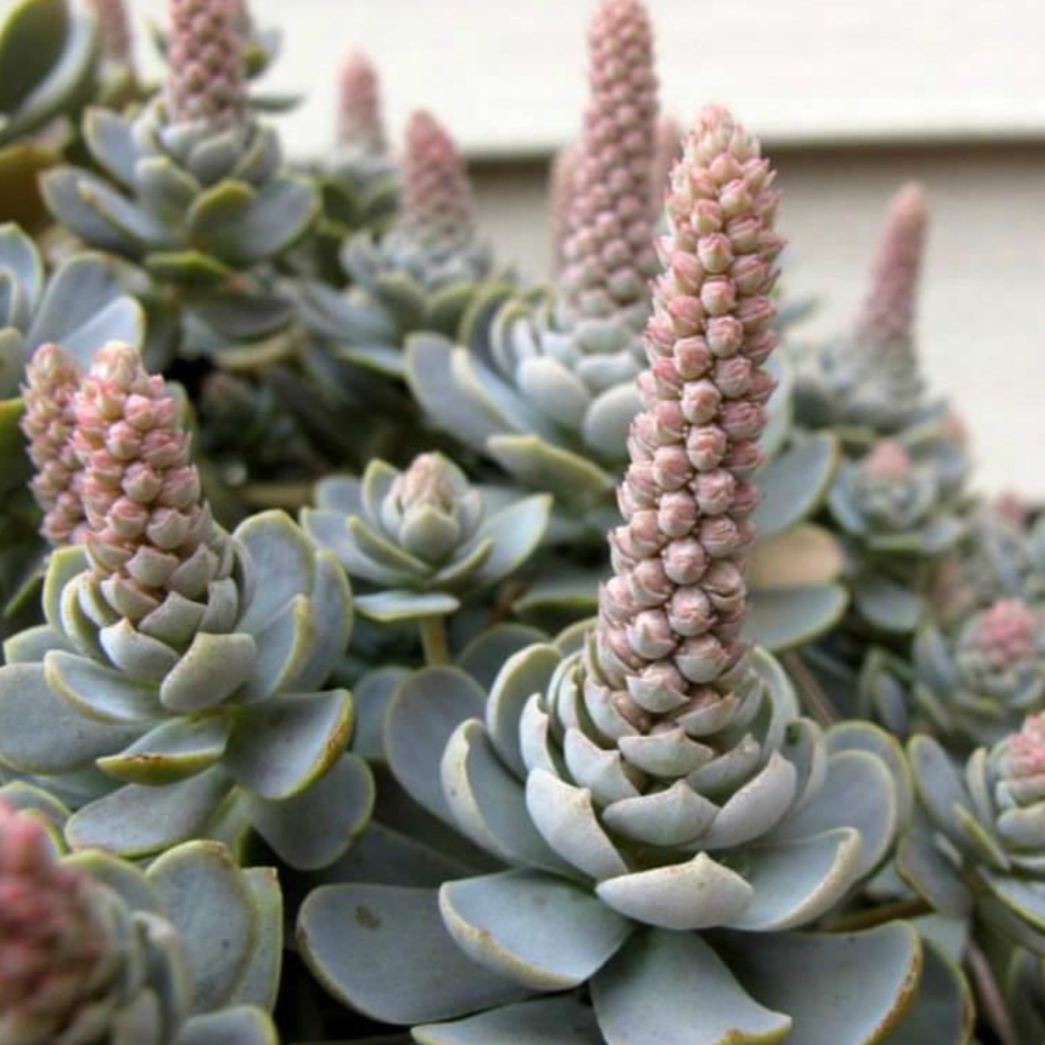 chinese hat plant succulent Orostachys iwarenge aka 'Chinese Dunce Cap'