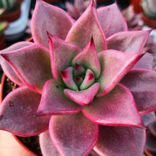 Load image into Gallery viewer, Echeveria agavoides &#39;Taurus&#39;
