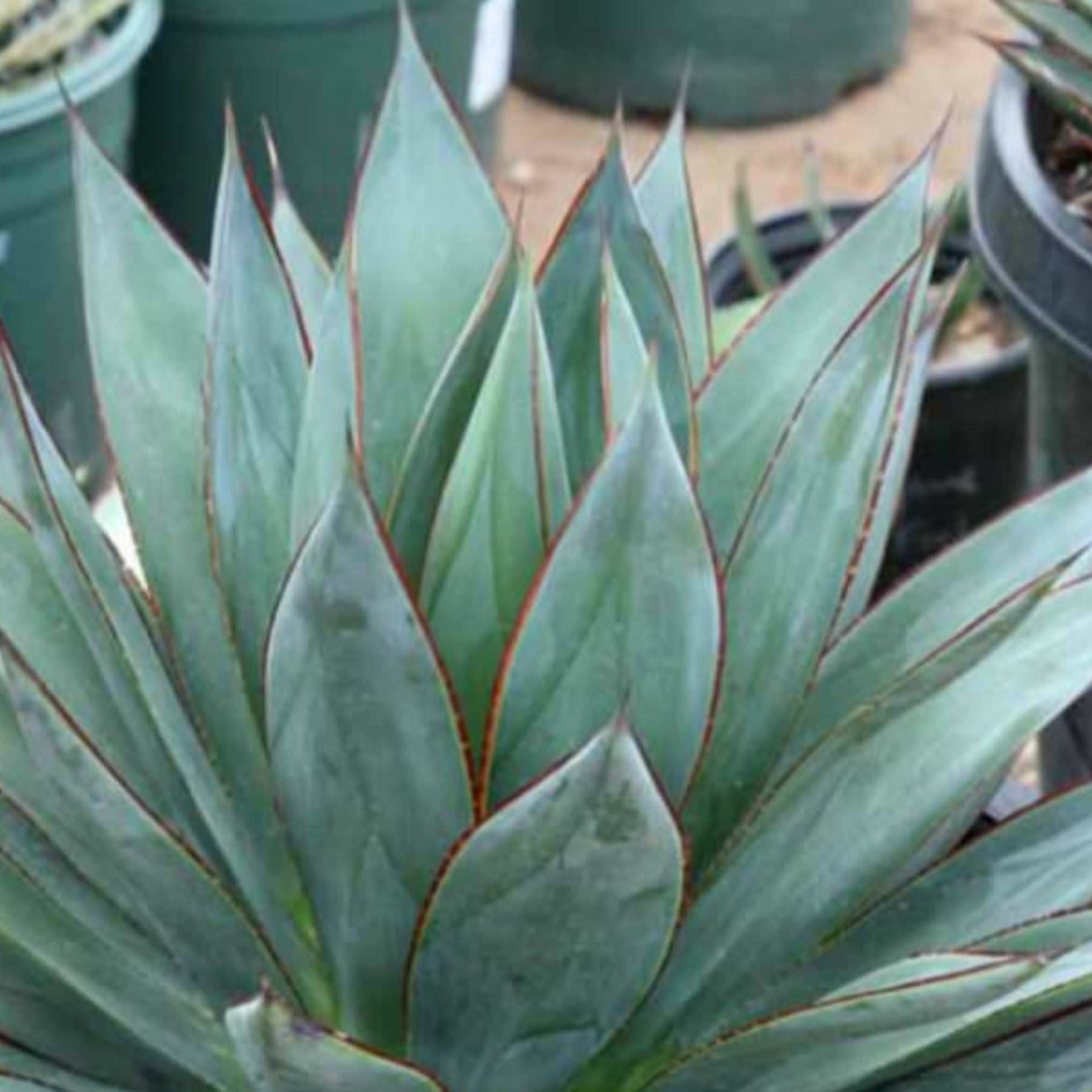 Agave 'Blue Glow' – Coastal Succulents, Cacti & Alpines