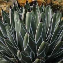 Load image into Gallery viewer, Agave nickelsiae
