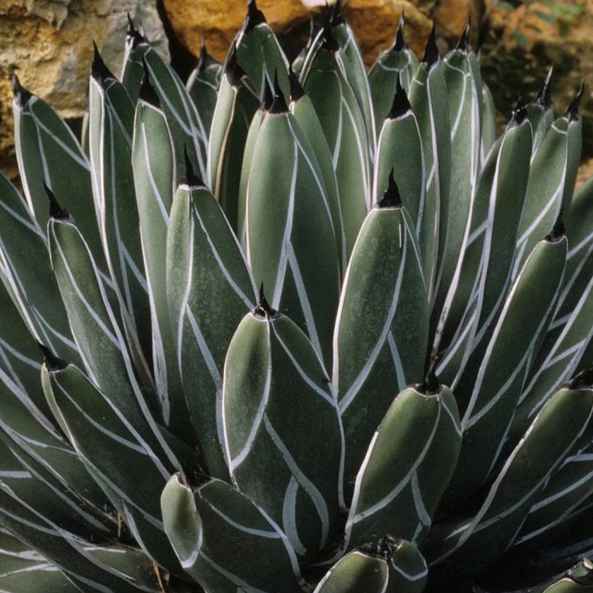 Agave nickelsiae – Coastal Succulents, Cacti & Alpines