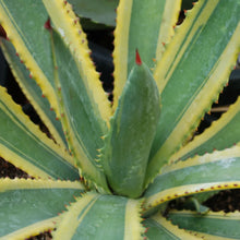 Load image into Gallery viewer, Agave murpheyi &#39;Engard&#39;
