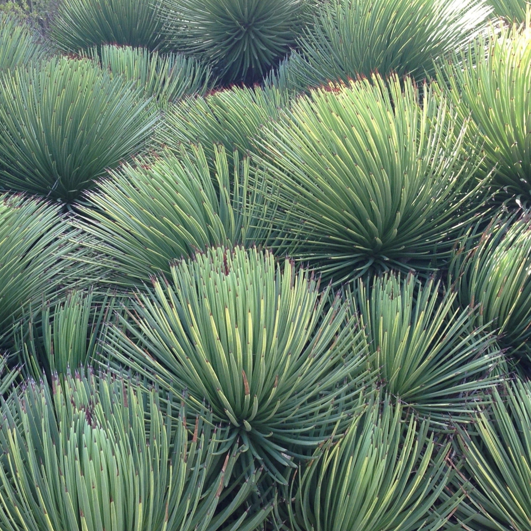 Agave stricta 'Hedgehog Agave' – Coastal Succulents, Cacti & Alpines