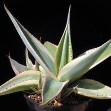 Load image into Gallery viewer, Agave Guiengola var. &#39;Creme Brulee&#39;
