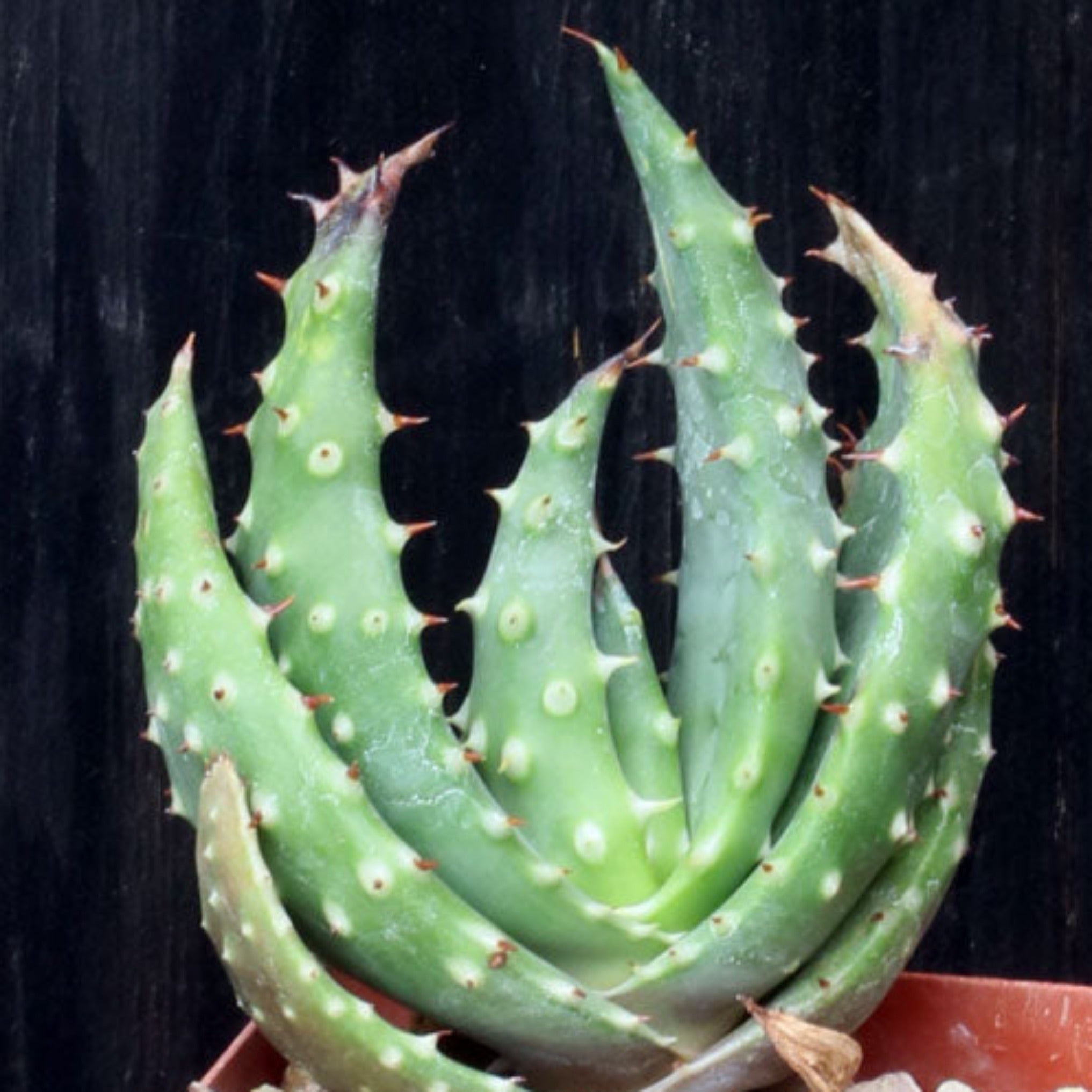 Aloe aculeata