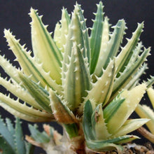 Load image into Gallery viewer, Aloe brevifolia variegata
