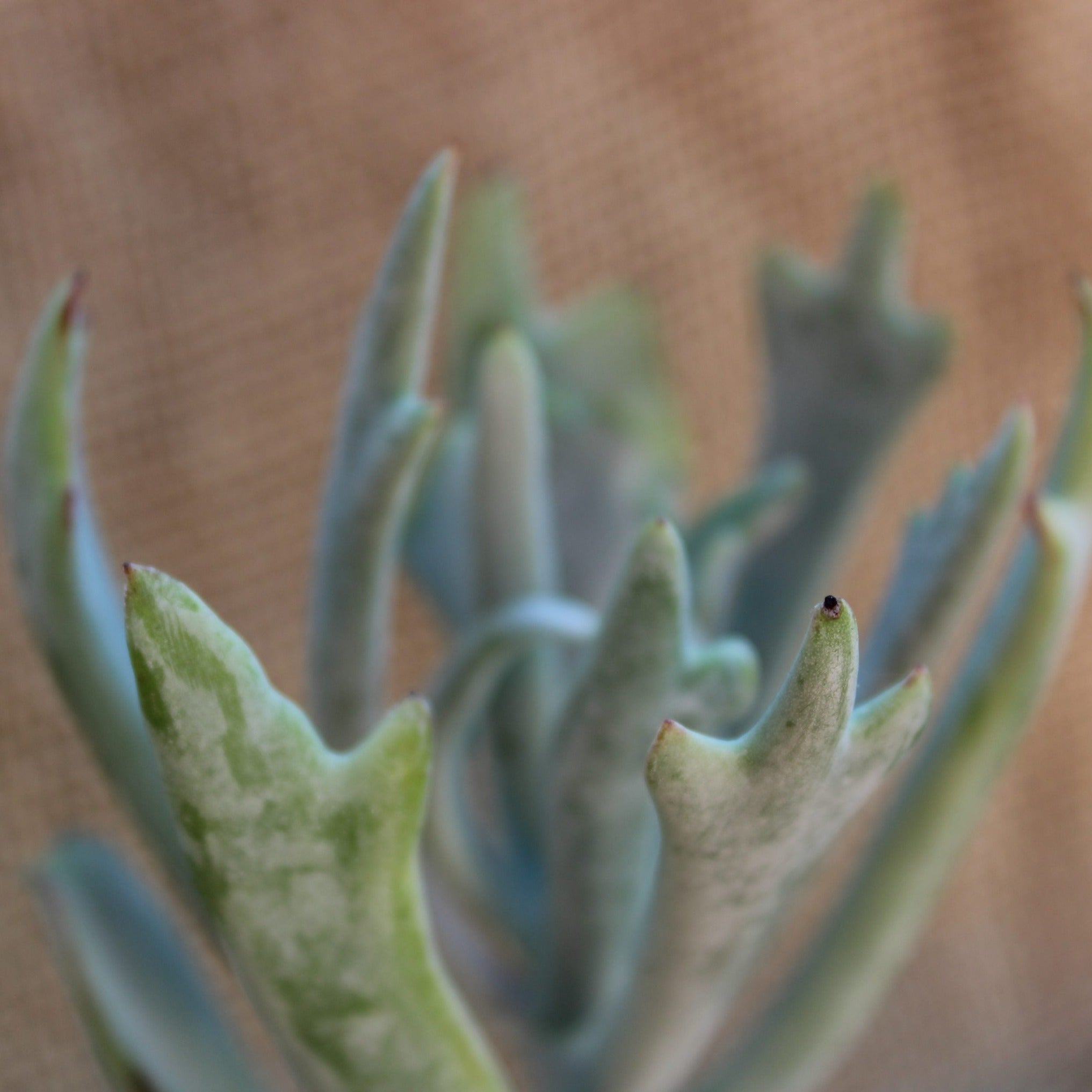 elk antler succulent Cotyledon orbulata 'Elk Horns'
