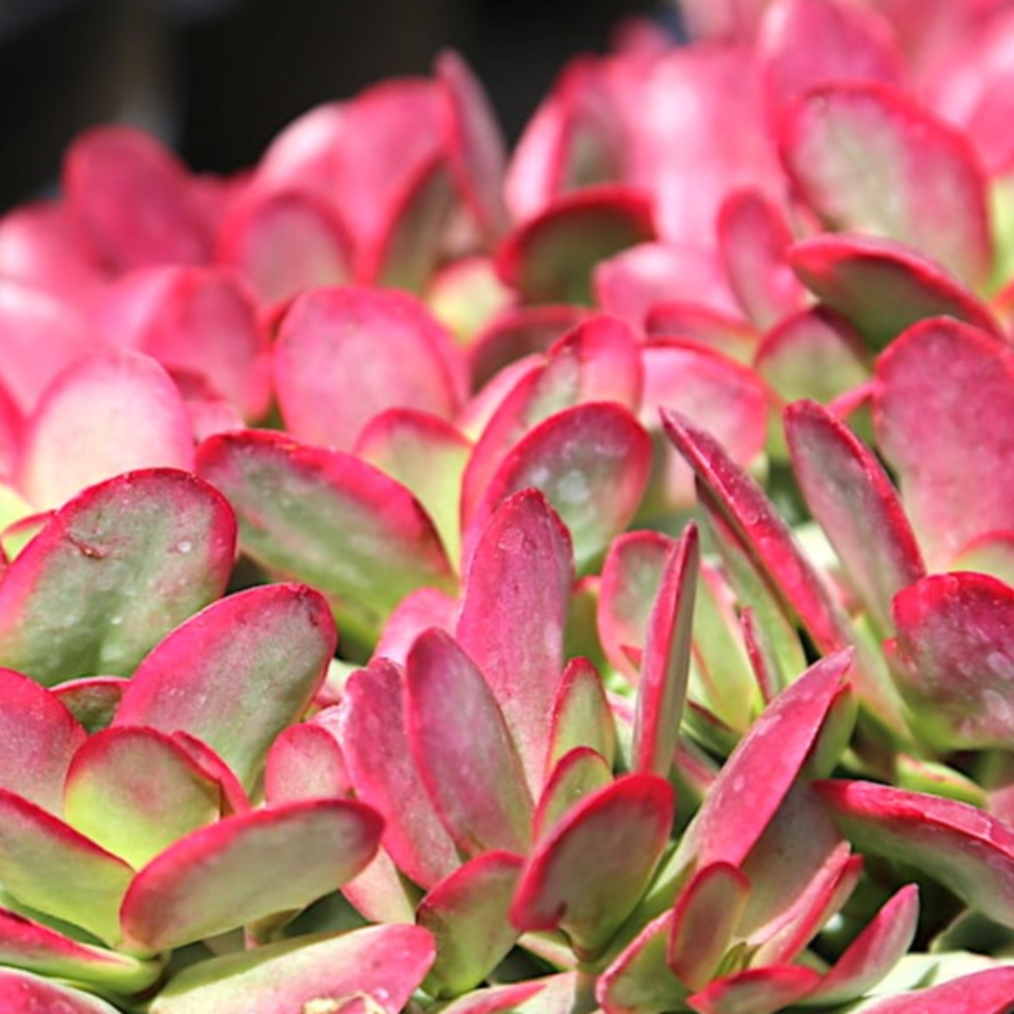 Crassula nudicaulis var. platyphylla 'Burgundy' – Coastal Succulents, Cacti  & Alpines