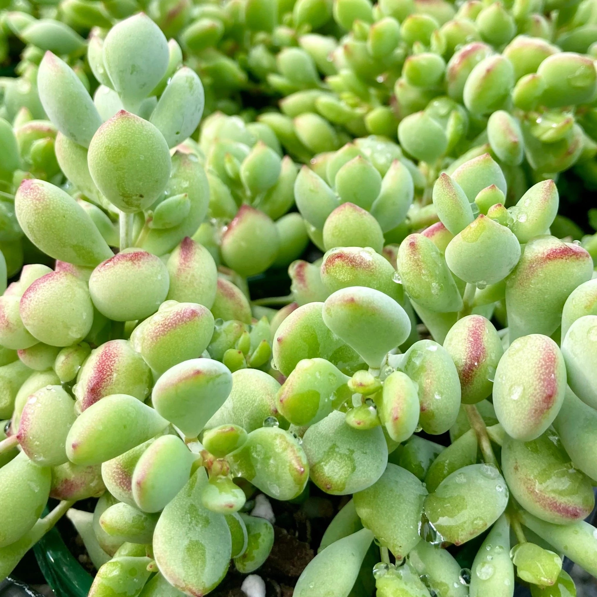cotyledon pendens succulent Cotyledon pendens – Coastal Succulents, Cacti & Alpines