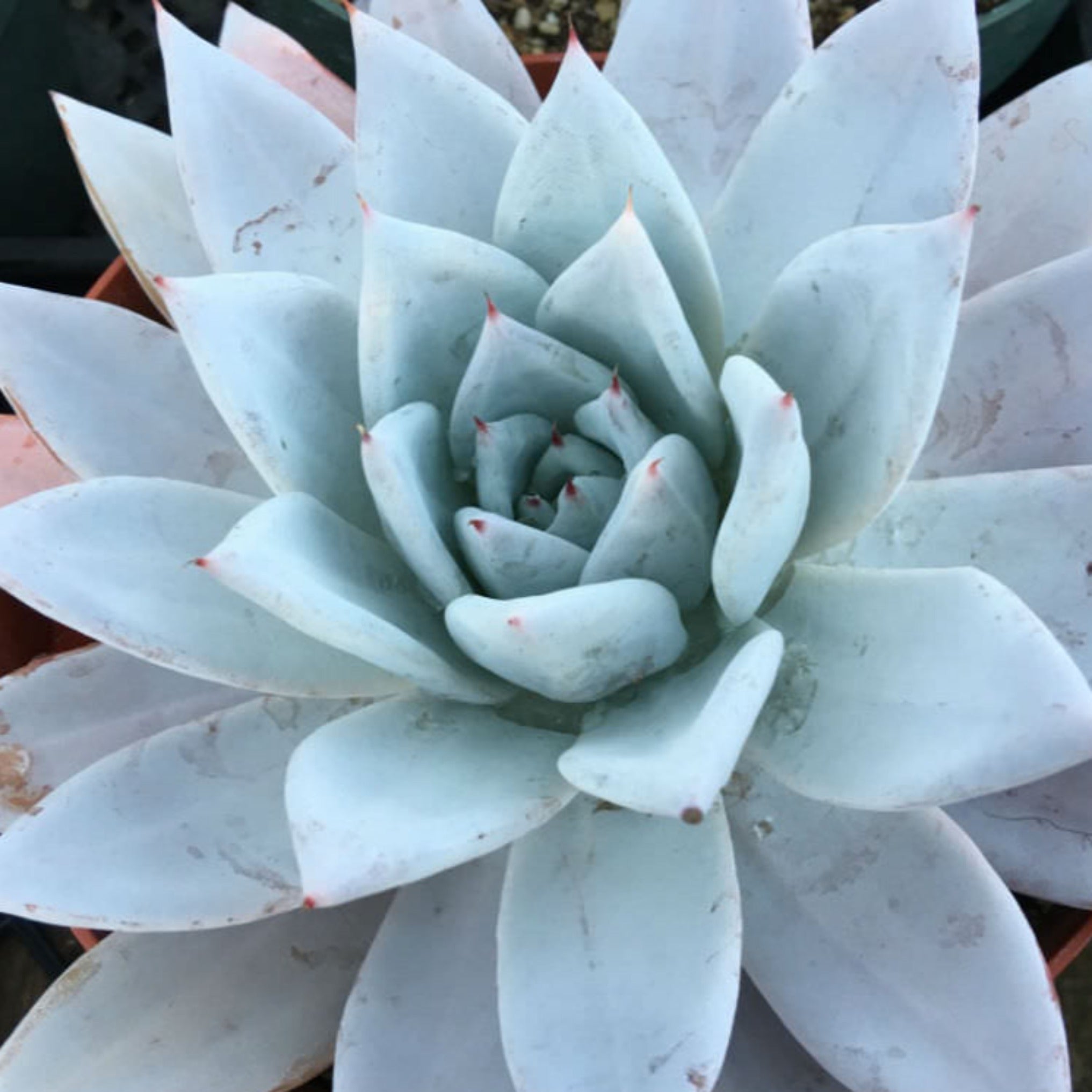 mexican giant succulent Echeveria 'Mexican Giant'