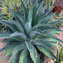 Load image into Gallery viewer, Agave desmetiana
