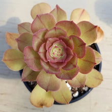 Load image into Gallery viewer, Aeonium &#39;Halloween&#39; syn. &#39;Madeira Rose&#39;
