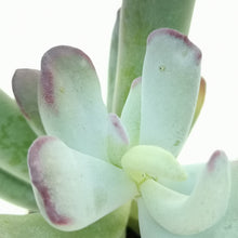 Load image into Gallery viewer, Cotyledon orbiculata &#39;Silver Peak&#39;
