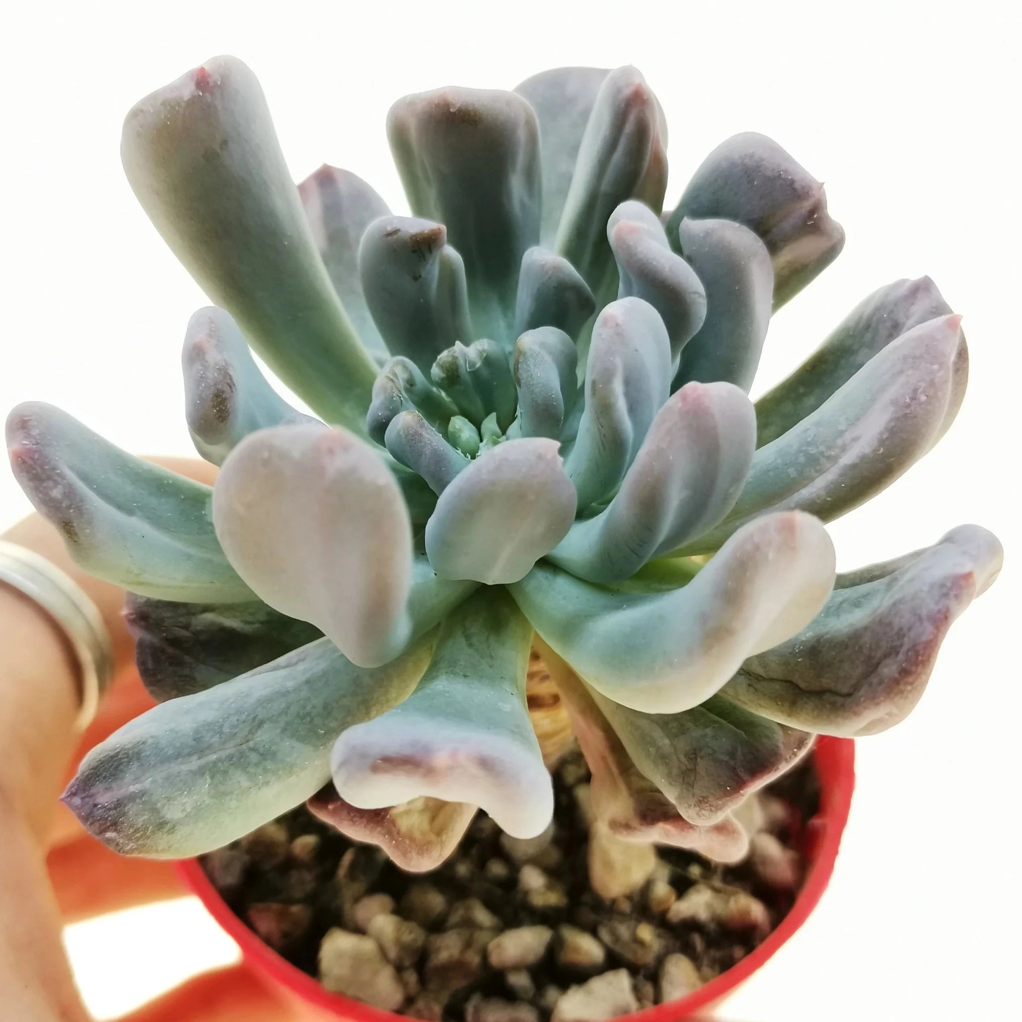 scheideckeri succulent Pachyveria scheideckeri albo carinata